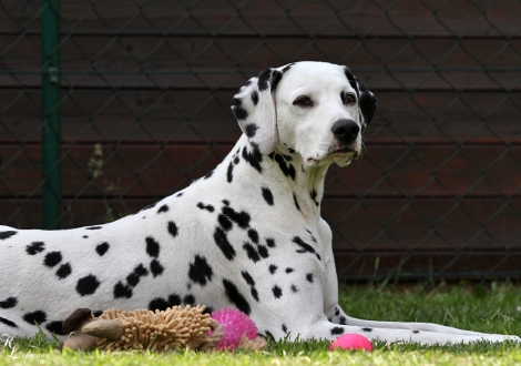 Christi ORMOND Incredible Fairyland