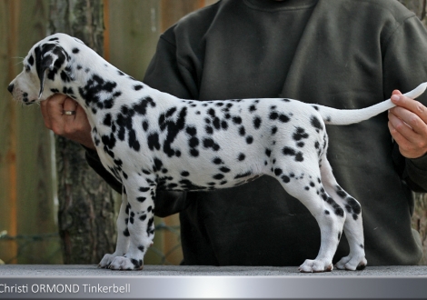 Christi ORMOND Tinkerbell