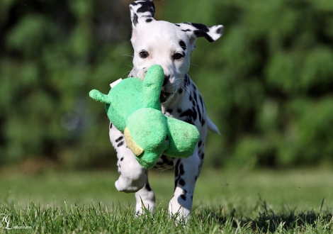 Christi ORMOND Tinkerbell