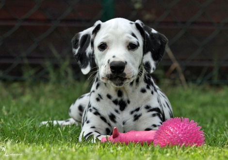 Christi ORMOND Tinkerbell