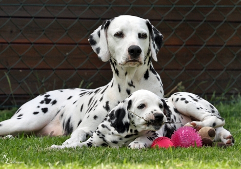 Christi ORMOND Incredible Fairyland with her Christi ORMOND T - Litter 8th week of life