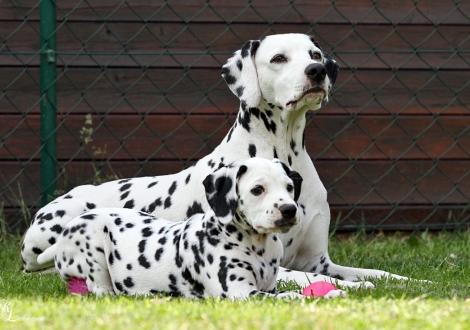 Christi ORMOND Tinkerbell with her mother Christi ORMOND Incredible Fairyland