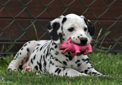 Christi ORMOND Tinkerbell