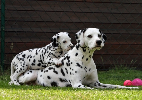Christi ORMOND Tinkerbell with her mother Christi ORMOND Incredible Fairyland