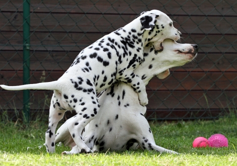 Christi ORMOND Tinkerbell with her mother Christi ORMOND Incredible Fairyland