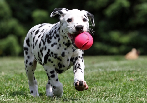 Christi ORMOND Tinkerbell