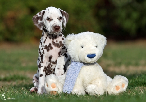 Christi ORMOND Unconditional Love for McGlade Dalmatians | Hündin, Farbschlag weiss - braun (Halsband Gelb)