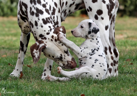 Dalmatian Dream for ORMOND vom Teutoburger Wald und Christi ORMOND Ultimate Champ