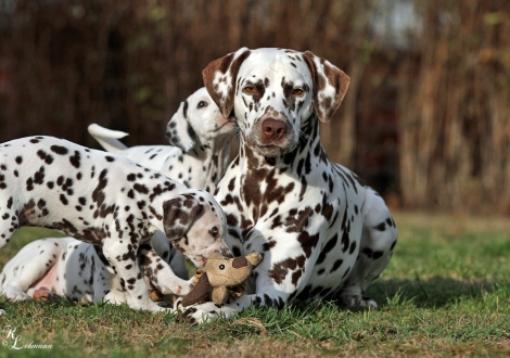 Links Christi ORMOND Unconditional Love for McGlade Dalmatians und rechts Dalmatian Dream for ORMOND vom Teutoburger Wald