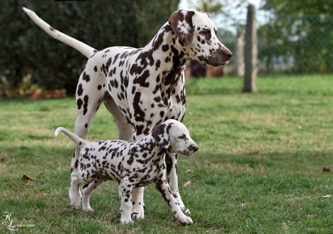 Dalmatian Dream for ORMOND vom Teutoburger Wald und Christi ORMOND Upside Down