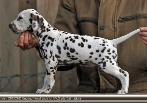 Christi ORMOND Unconditional Love for McGlade Dalmatians | Hündin