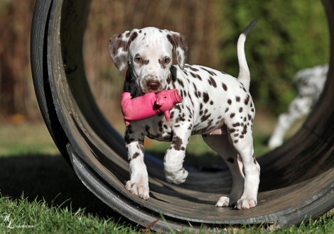 Christi ORMOND Unconditional Love for McGlade Dalmatians