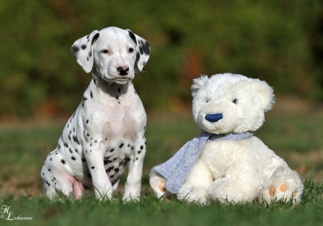 Christi ORMOND Ultimate Champ | male, colour white - black (collar blue)