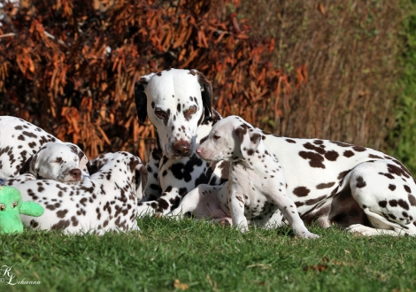 Christi ORMOND U - Litter 7th week of life with her grandmother Christi ORMOND First Fairytale (9 years old)