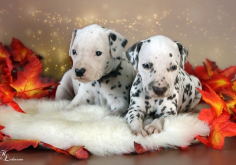 Left female, colour white - black (collar gray) and right male, colour white - liver (collar dark green)