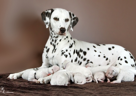 Christi ORMOND Incognito Celebrity  with her Christi ORMOND U - Litter 1st week of life