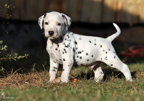 Male, colour white - black (collar black)