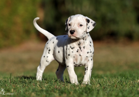 Female, colour white - black (collar gray)