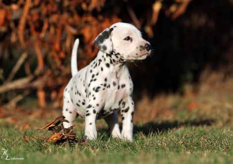 Female, colour white - black (collar pink)