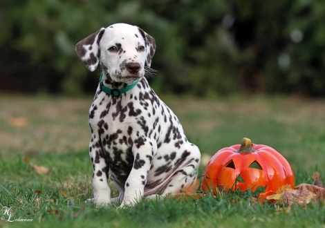 Male, colour white - liver (collar dark green)