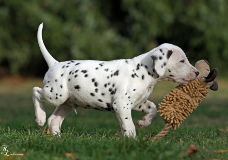 Male, colour white - black (collar blue)