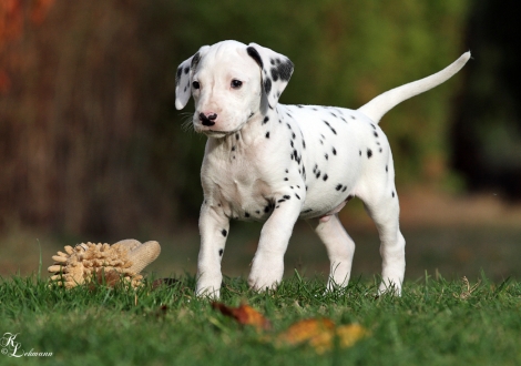 Male, colour white - black (collar blue)