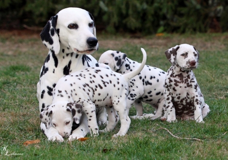 Christi ORMOND U - Litter with their aunt Obonya's Pride Anna-Ariella