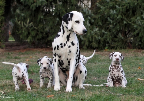 Christi ORMOND U - Litter with their aunt Obonya's Pride Anna-Ariella