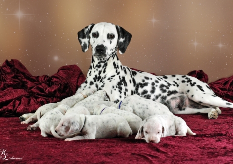 Christi ORMOND Now and Forever with her Christi ORMOND V - Litter 2nd week of life