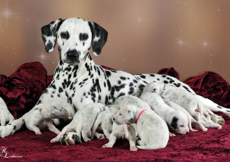 Christi ORMOND Now and Forever with her Christi ORMOND V - Litter 2nd week of life