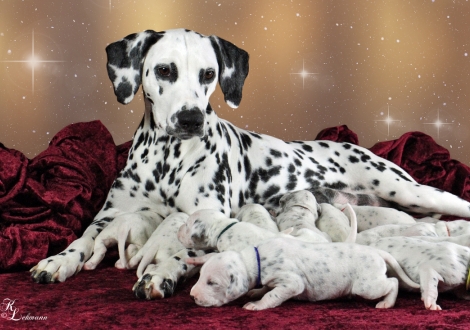Christi ORMOND Now and Forever with her Christi ORMOND V - Litter 2nd week of life