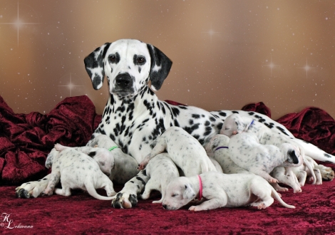 Christi ORMOND Now and Forever with her Christi ORMOND V - Litter 2nd week of life