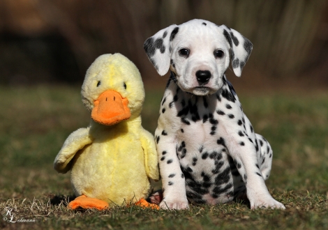 Male, colour white - black (collar blue)