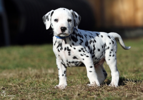 Male, colour white - black (collar blue)