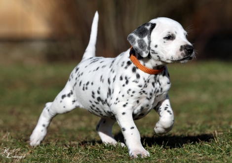 Female, colour white - black (collar orange)