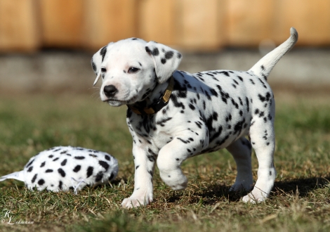 Female, colour white - black (collar yellow)