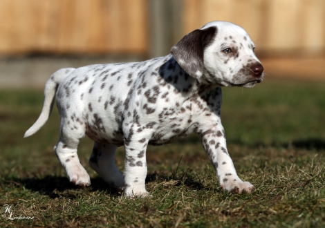 Female, colour white - liver (without collar, patch)