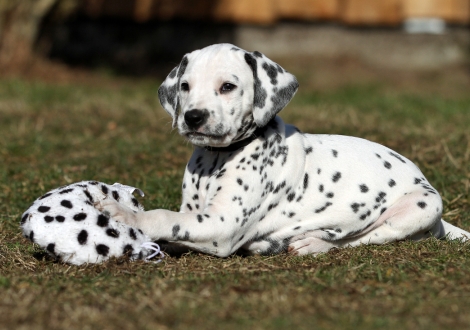 Christi ORMOND Vertical Limit | male, colour white - black (collar black)