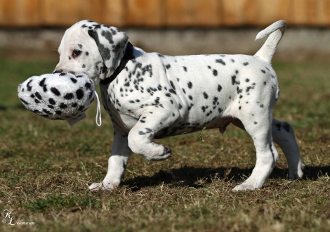 Christi ORMOND Vertical Limit | male, colour white - black (collar black)