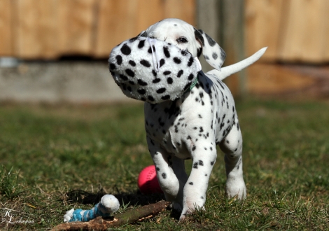 Christi ORMOND Vincent van Gogh | male, colour white - black (collar dark green)