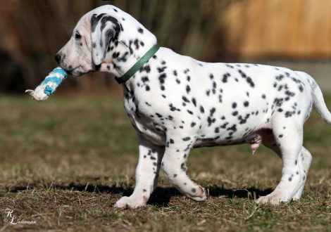 Christi ORMOND Vincent van Gogh | male, colour white - black (collar dark green)