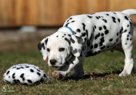 Christi ORMOND Victory Royale Rüde | male, colour white - black (collar blue)