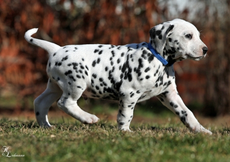 Christi ORMOND Victory Royale Rüde | male, colour white - black (collar blue)