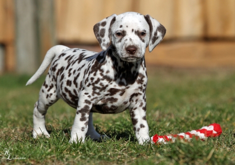 Christi ORMOND Village of Love | female, colour white - liver (collar gray)