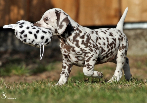 Christi ORMOND Village of Love | female, colour white - liver (collar gray)