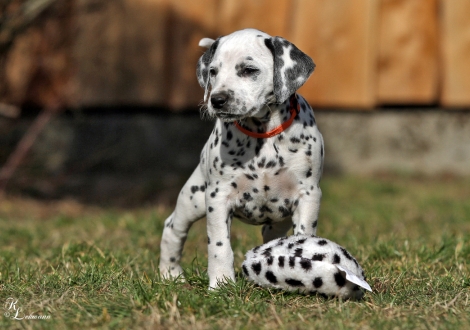 Christi ORMOND Voices of Hope | female, colour white - black (collar orange)