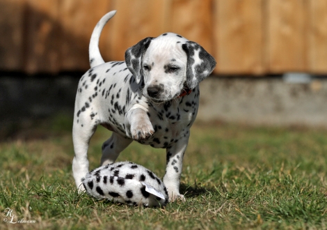 Christi ORMOND Voices of Hope | female, colour white - black (collar orange)