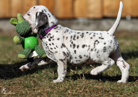 Christi ORMOND Vision of Romance | female, colour white - liver (collar purple)