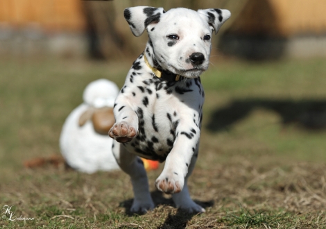 Christi ORMOND Violet Sky for La Gran Pasión | female, colour white - black (collar yellow)