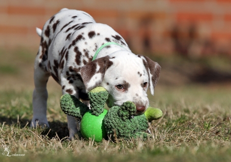 Christi ORMOND Vanilla Cloud | female, colour white - liver (collar light green)